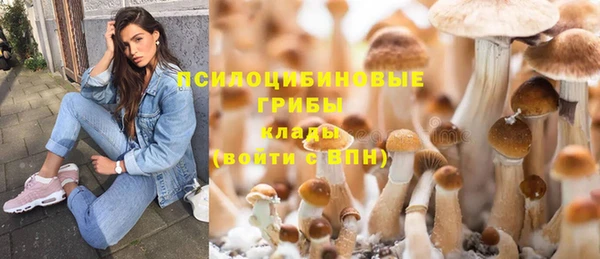сатива Аркадак